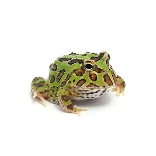 可愛いカエル5選｜ツノガエルなど水槽で飼える人気の種類をご紹介し