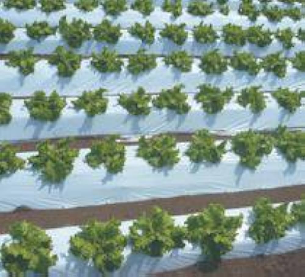 Amazon.co.jp: オリジナル白黒穴あきマルチ 厚さ0.021mm×幅135cm×長さ