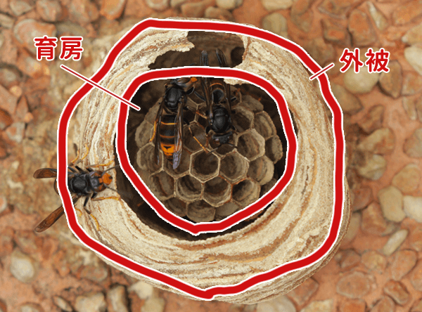 スズメバチの巣【種類別の写真一覧】自宅にできた巣の見分け方と危険性