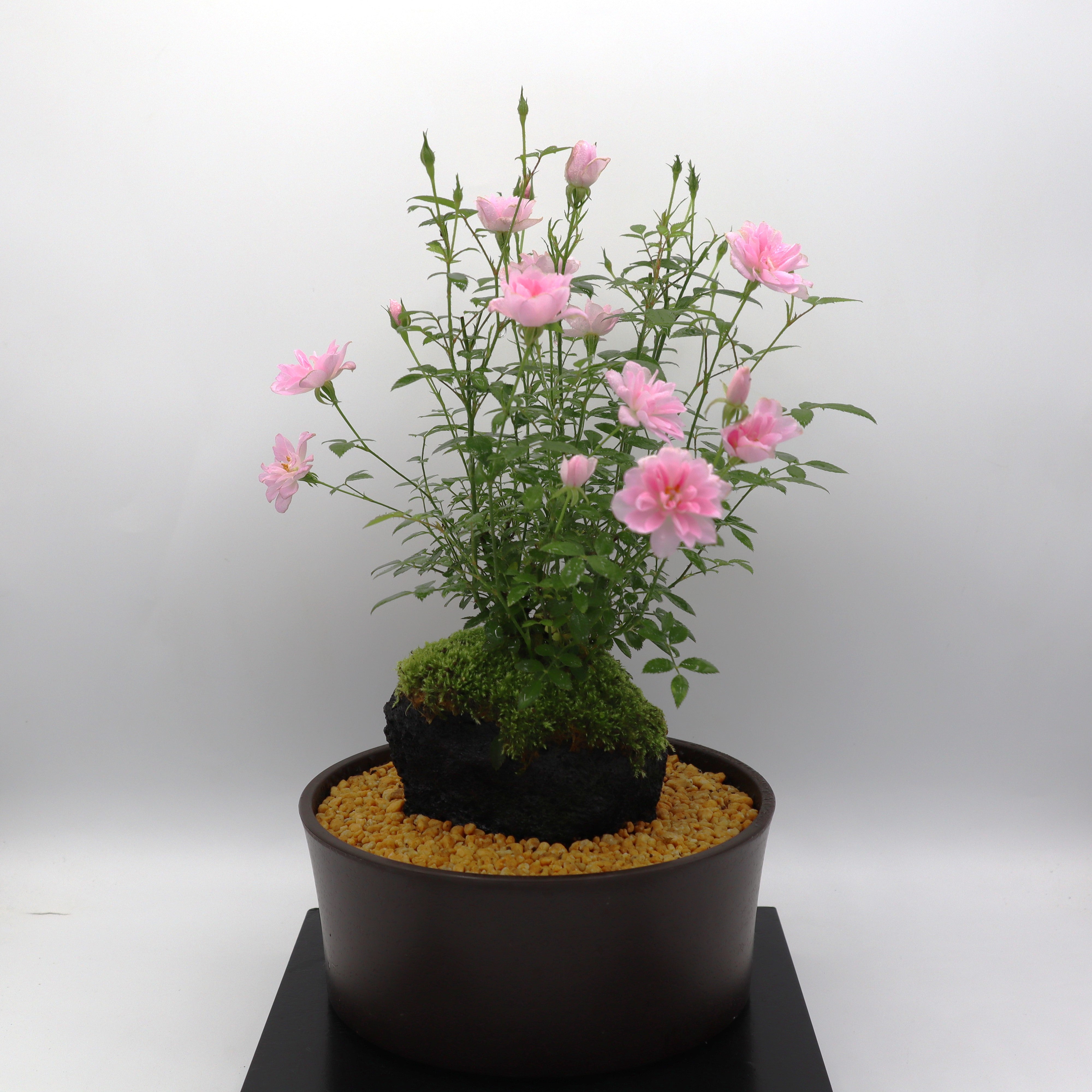 姫乙女-浅鉢・溶岩(黒) – ミニばら盆栽学園