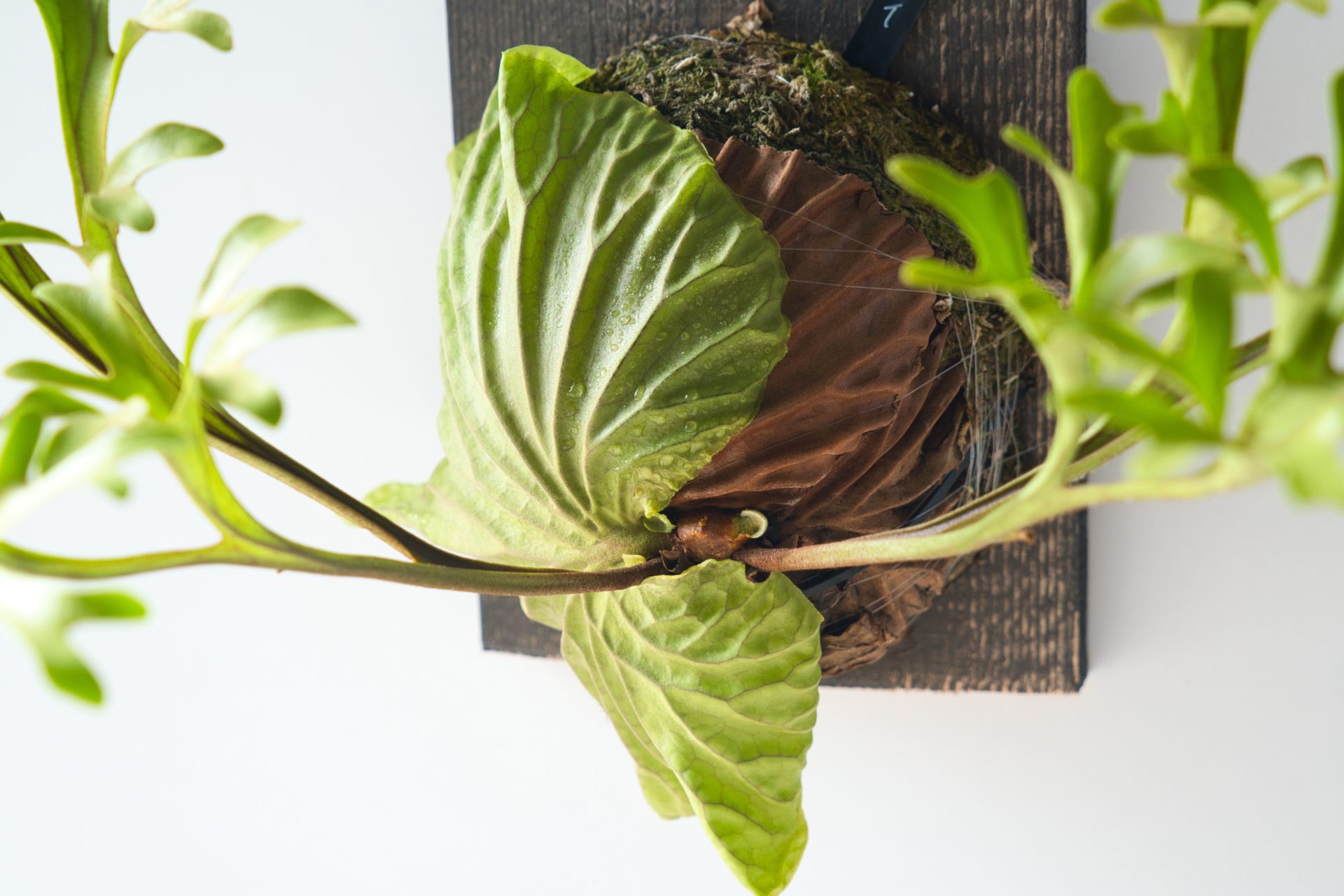 ビカクシダ（コウモリラン）の育て方｜年間スケジュールで水やり・肥料