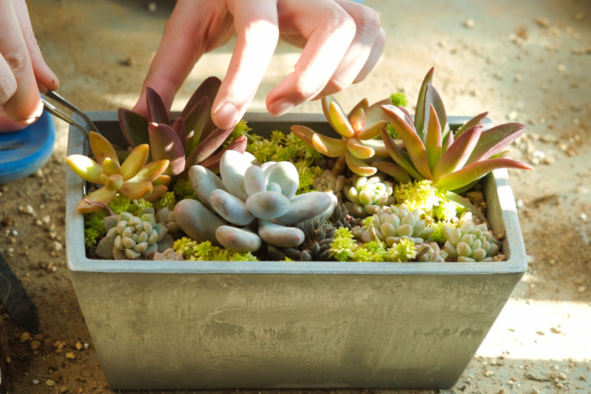 マニアが解説】多肉植物の寄せ植えの作り方｜必要なもの、やり方、管理