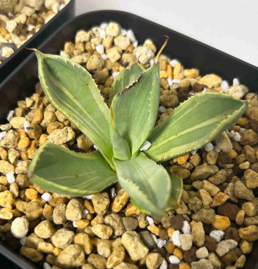 ライムストリーク（2023.12.2）-