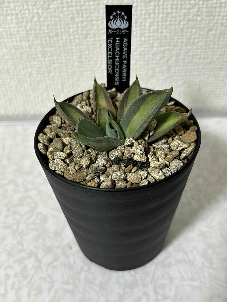 アガベ「吉祥天錦」（パリー錦）の成長記録＆育て方～斑入りの植物