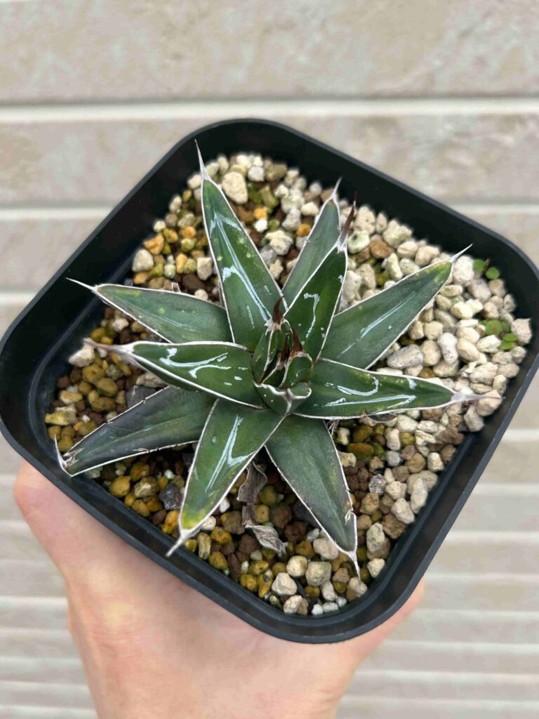 笹吹雪」（ニッケルシー）の成長記録＆育て方～アガベの王様～ | 緑の日記