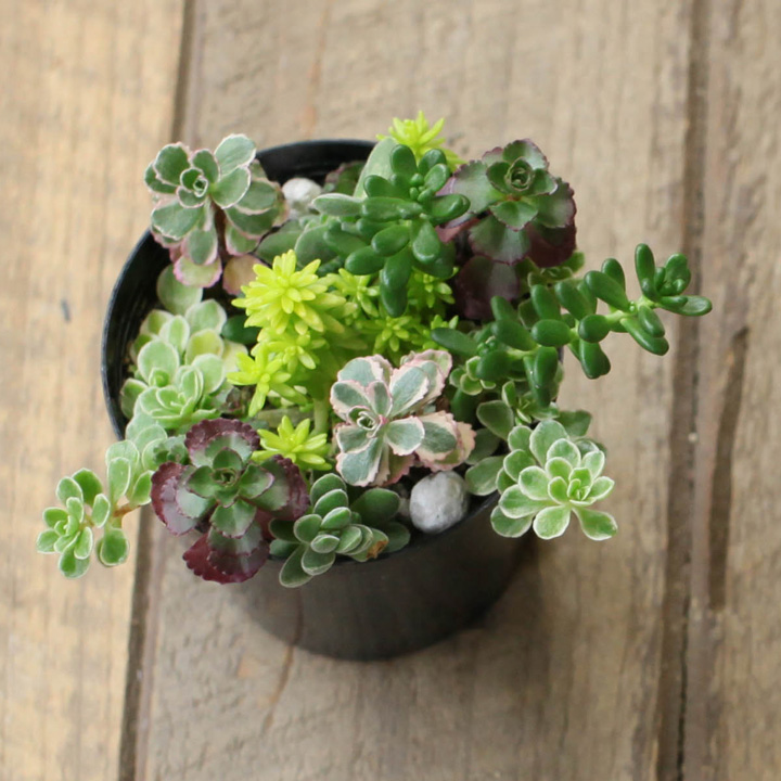 セダム寄せ植え『相性good5種』育て方付き多肉【予約】再販あり