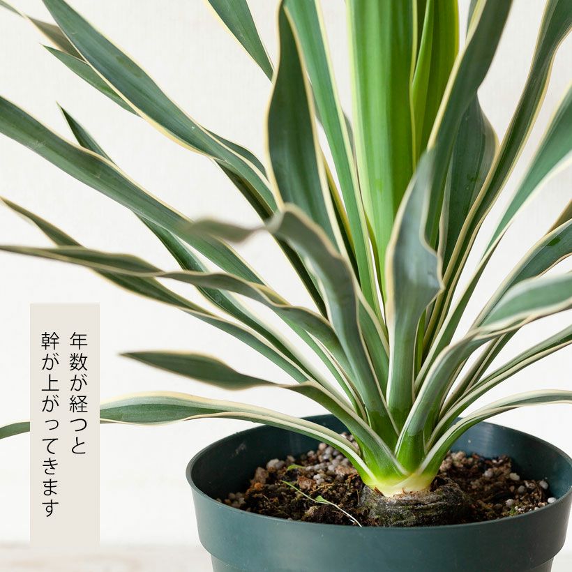 斑入りユッカグロリオサ耐寒性-10℃ドライガーデンにアツバキミガヨラン