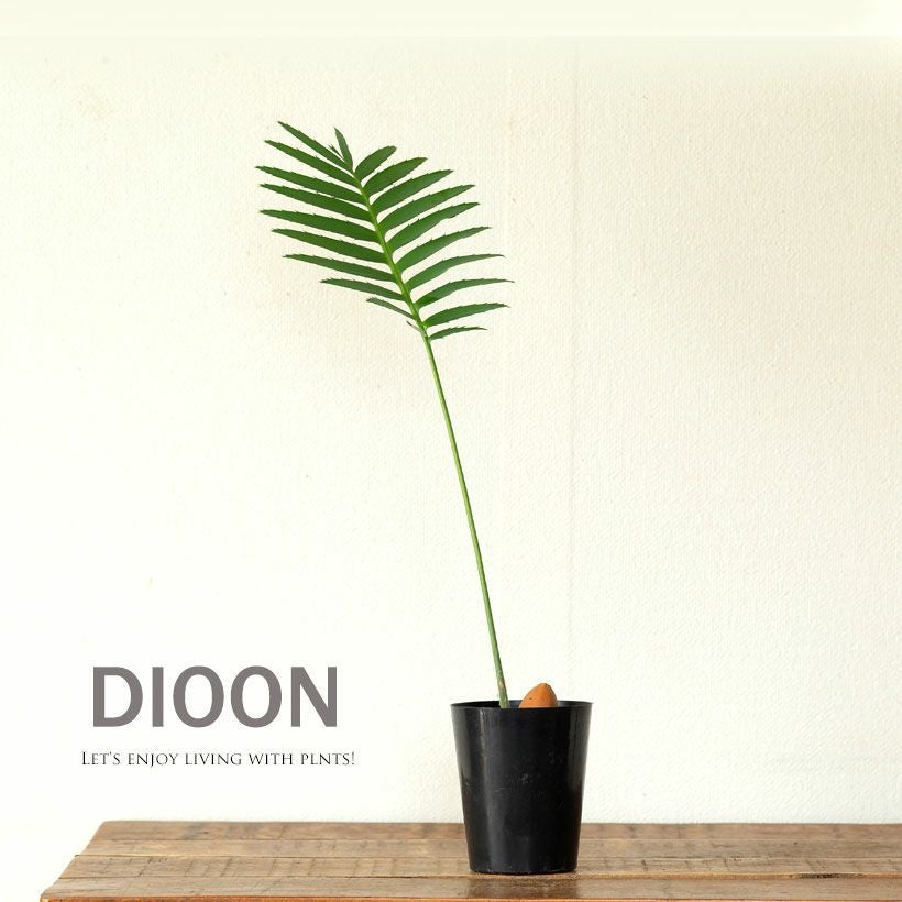 ディオーンスピヌロスム（メキシコソテツ）育て方付き｜耐寒性があり丈夫