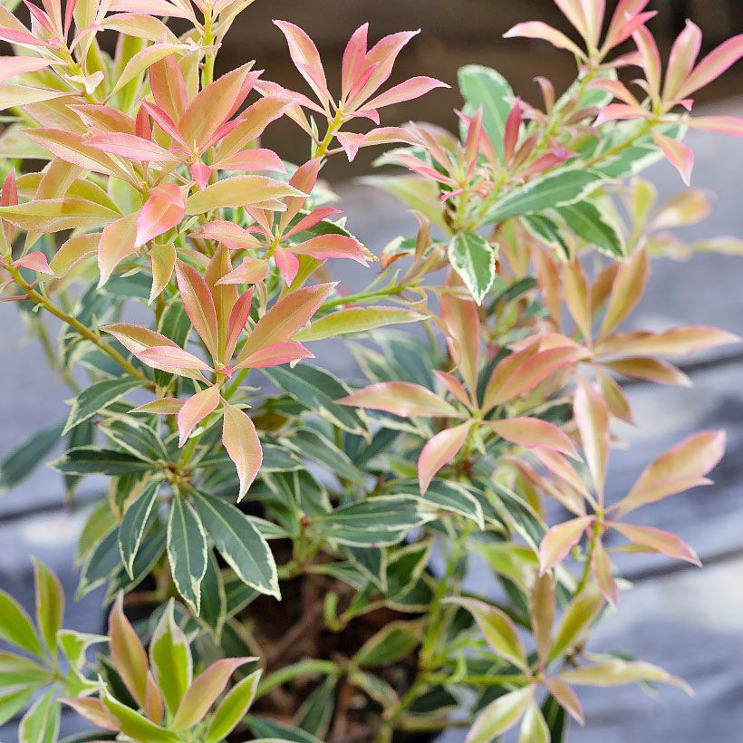 斑入りアセビ「フレーミングシルバー」珍しい苗木の販売e-花屋