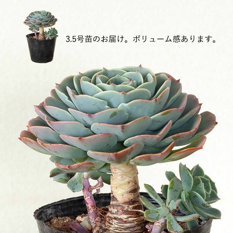 エケベリア七福神（しちふくじん）子株で殖やせる多肉植物