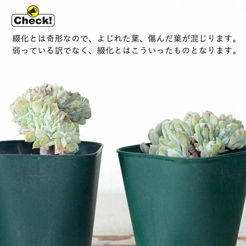 綴化（てっか）多肉植物コレクション育て方付き｜e-花屋さん