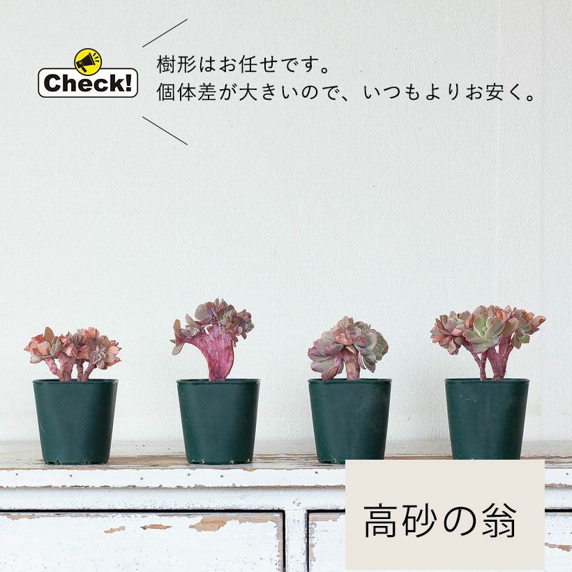 綴化（てっか）多肉植物コレクション育て方付き｜e-花屋さん