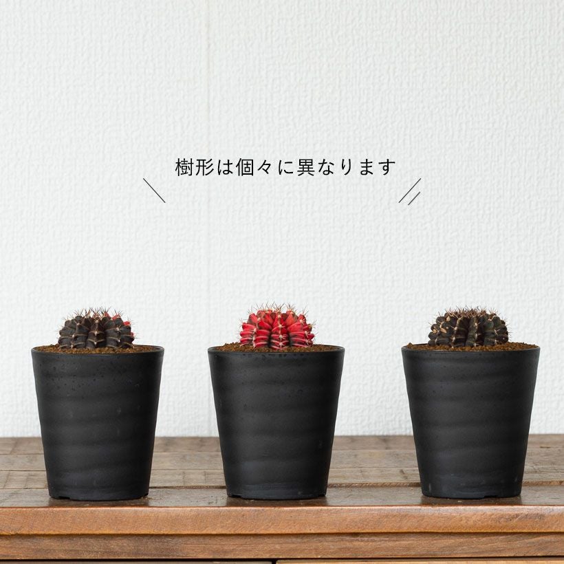 緋牡丹錦（ギムノカリキウム）斑入りのヒボタン育て方ガイド付き