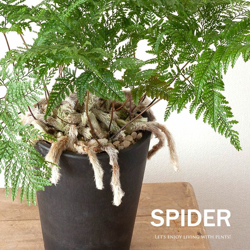 トキワシノブ・スパイダー | [公式]e-花屋さん