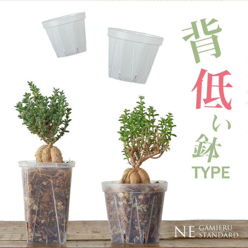 ネガミエルスタンダード浅岡園芸プロデュース｜インナーポットにも最適