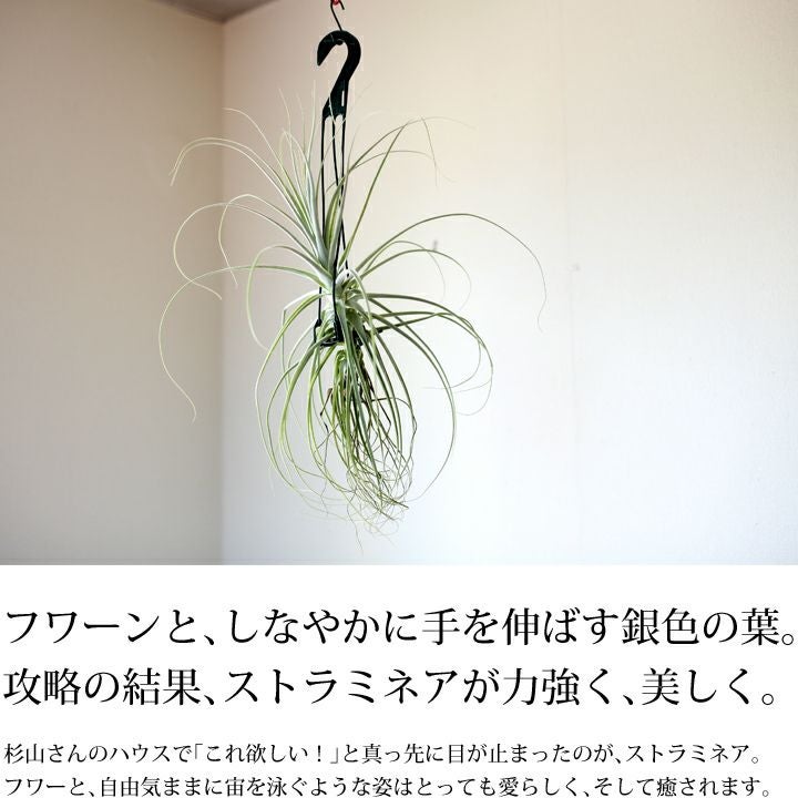 大型エアープランツ！農家の力作・巨大化ストラミネア（希少種）