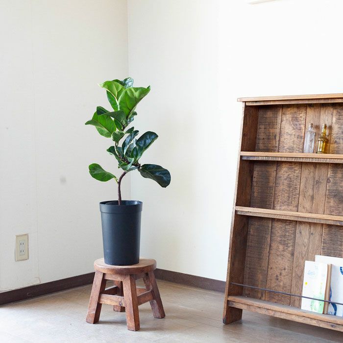 持っておくと便利！植物が成長しやすい鉢（18cm）×2鉢SET | [公式]e