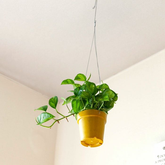 吊るすポトス『吊り下げ（ハンギング）鉢』｜予約受付：e花屋さん