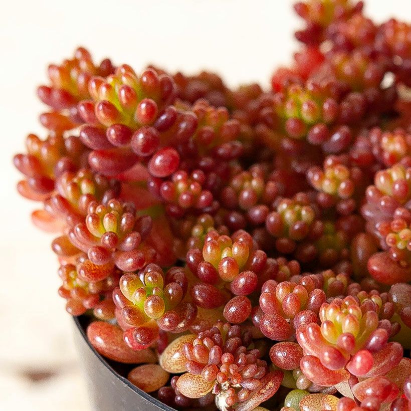 000000001698-15.jpg?size=l&w=