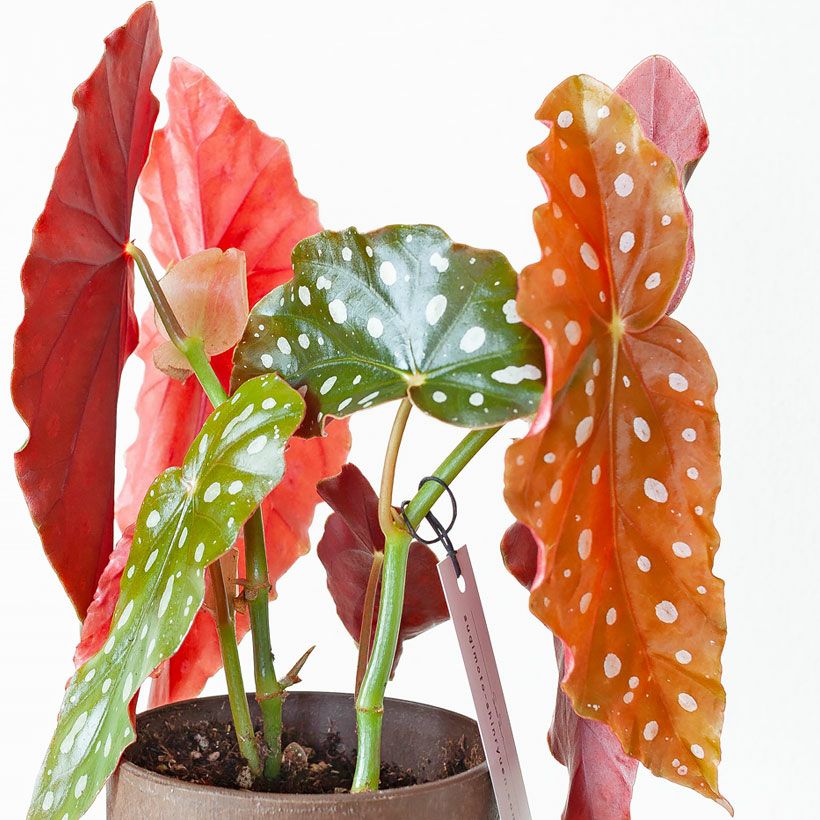 ベゴニア・マクラータ育て方付き（観葉植物）販売：売切れ時は予約