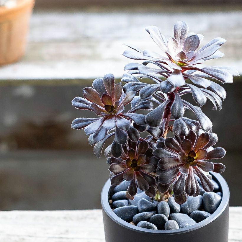 黒い多肉植物・黒法師｜挿し木も記載！育て方付き：値段安い苗type