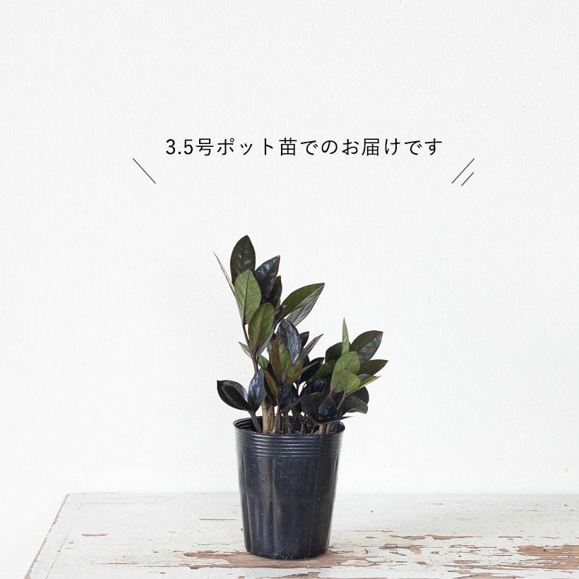 000000003081-01.jpg?size=l&w=