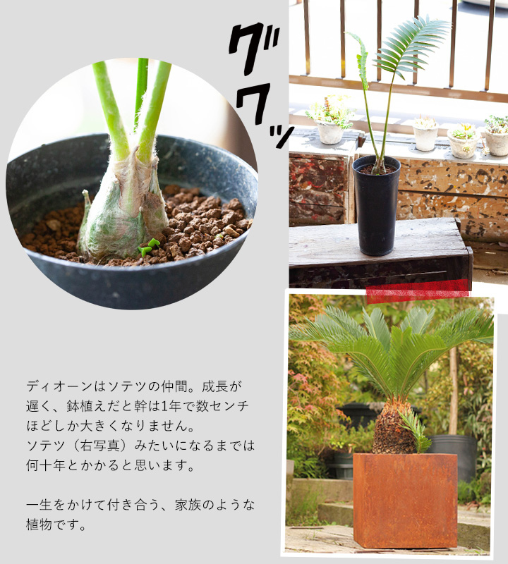 ディオーンスピヌロスム（メキシコソテツ）育て方付き｜耐寒性があり丈夫