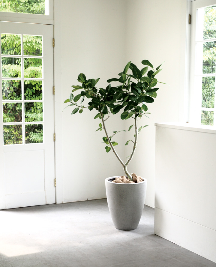 マットグレーのファイバー植木鉢（36cm）MG36※同梱不可 | [公式]e-花屋さん