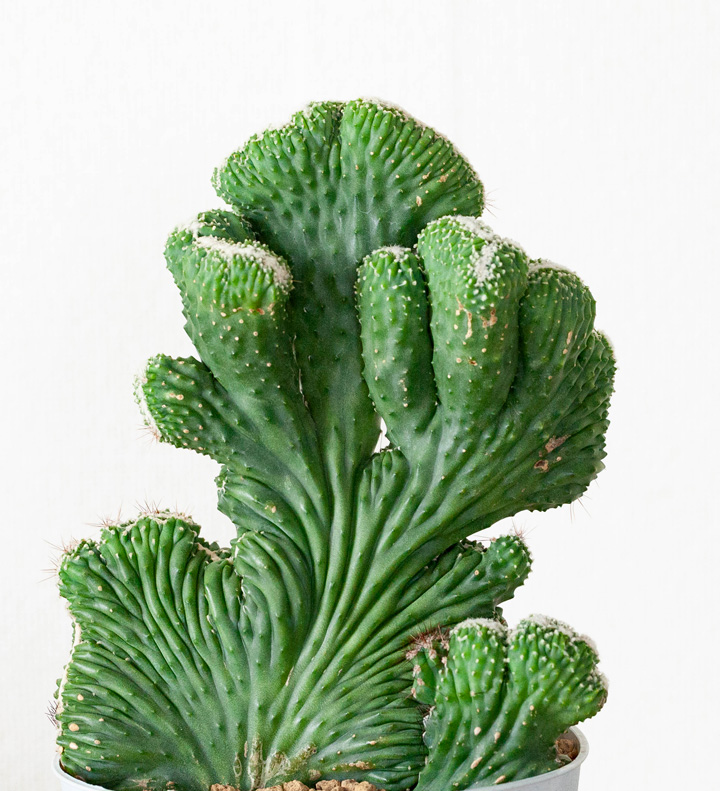 サボテン「雷神閣」の綴化（モンスト）株 | [公式]e-花屋さん