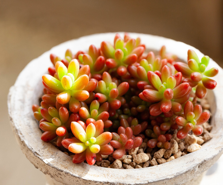 虹の玉（ニジノタマ）葉挿し苗｜育て方付き！冬越し簡単セダム