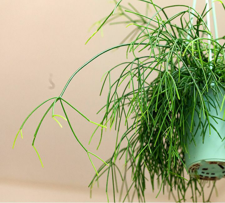 リプサリス属人気22種（育て方付き）｜森林サボテン・多肉通販