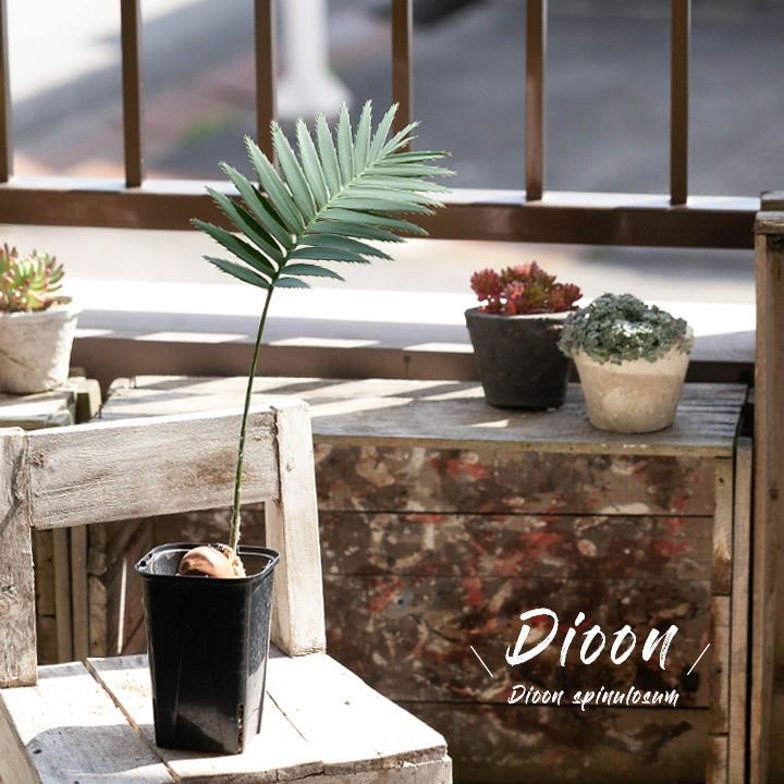 ディオーンスピヌロスム（メキシコソテツ）育て方付き｜耐寒性があり丈夫