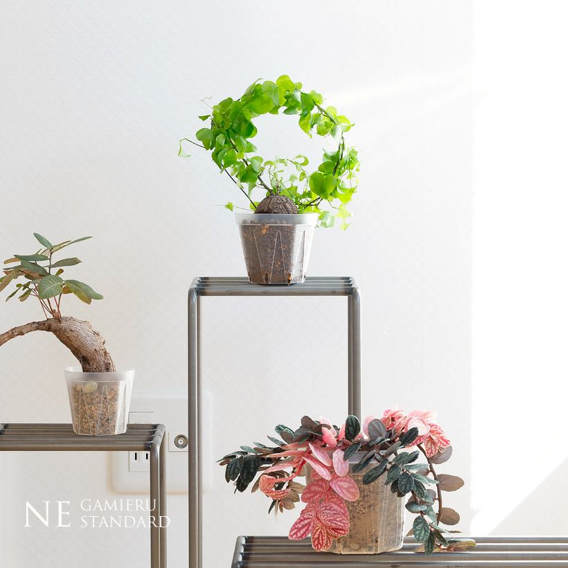 ネガミエルスタンダード浅岡園芸プロデュース｜インナーポットにも最適