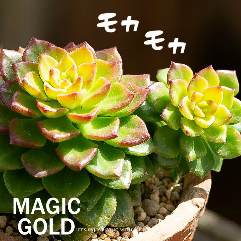 セダム・レッドベリー｜虹の玉に比べ矮性で美しい多肉植物