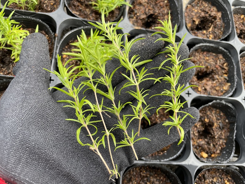 芝桜の育て方｜初心者向けお手入れカレンダーと季節の注意点を解説