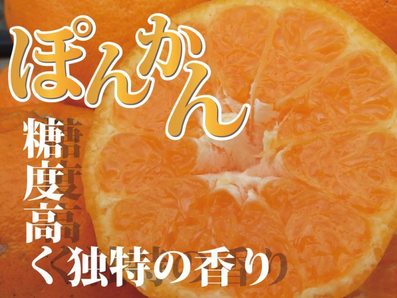 今津ポンカン 家庭用 9.5kg - 愛媛宇和島 山本農園