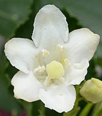 ハコネウツギ Weigela coraeensis スイカズラ科 Caprifoliaceae