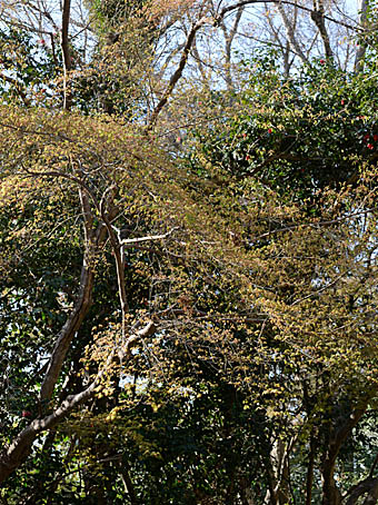 ヤマモミジ Acer palmatum ムクロジ科 Sapindaceae カエデ属 三河の