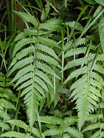 シケシダ Deparia japonica イワデンダ科 Woodsiaceae オオシケシダ属