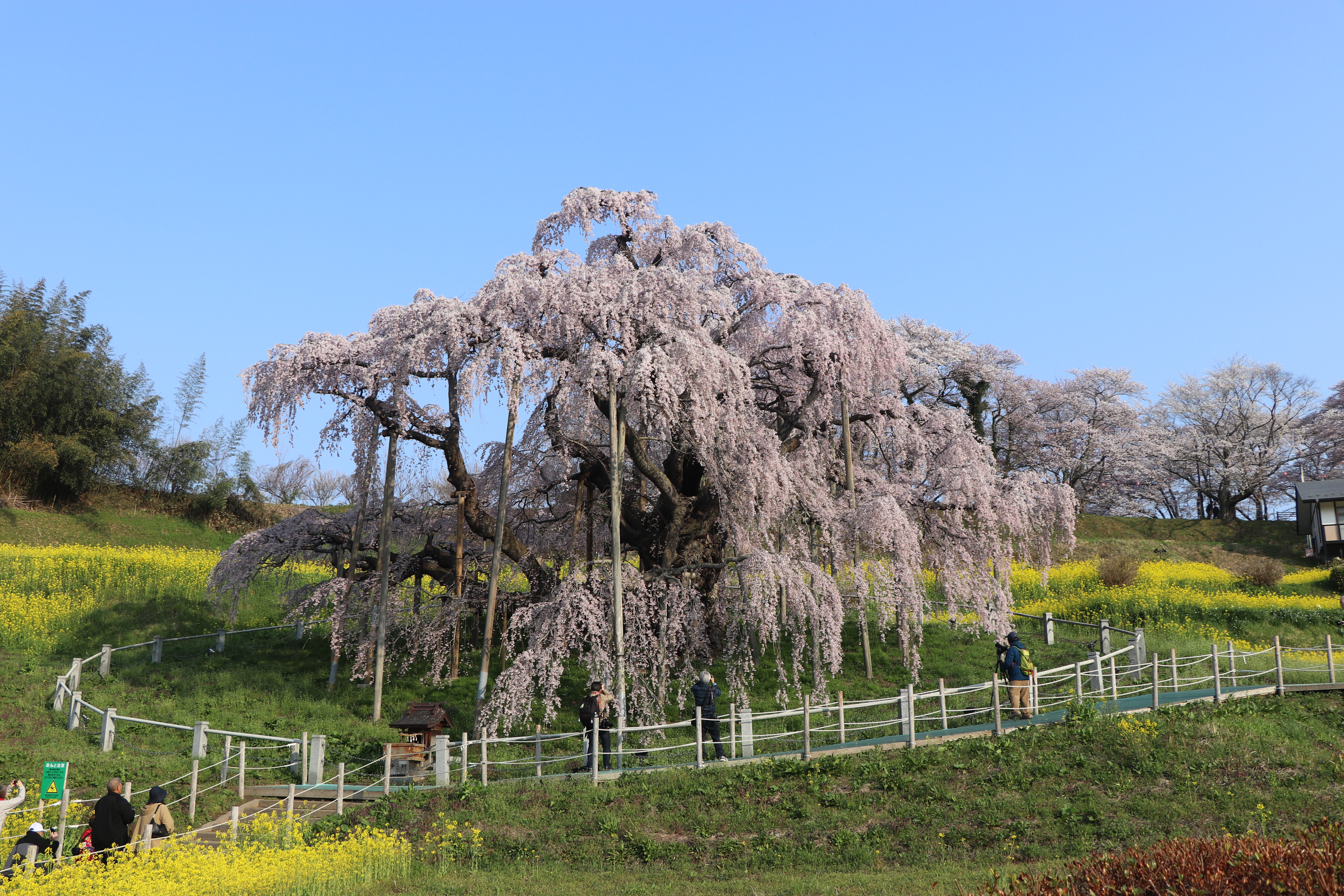 2025年 滝桜の状況（4月17日）7：00頃 | Find！三春 【みはる観光協会