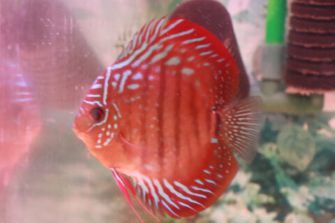 美個体です！ - 熱帯魚のmishima NEC 魚八景 SH3070-00 ディスク