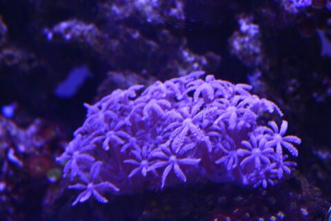 サンゴ｜海水魚・無脊椎 - 熱帯魚のmishima