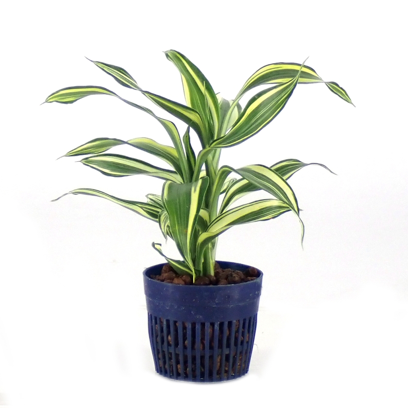 ドラセナ・サンデリアーナ 'ビクトリー' | 植物辞典 | 三浦園芸