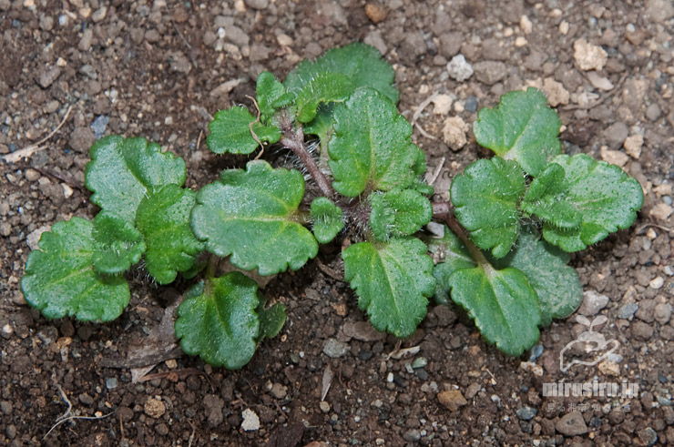 タチイヌノフグリ