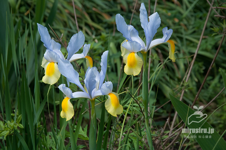 ダッチアイリス