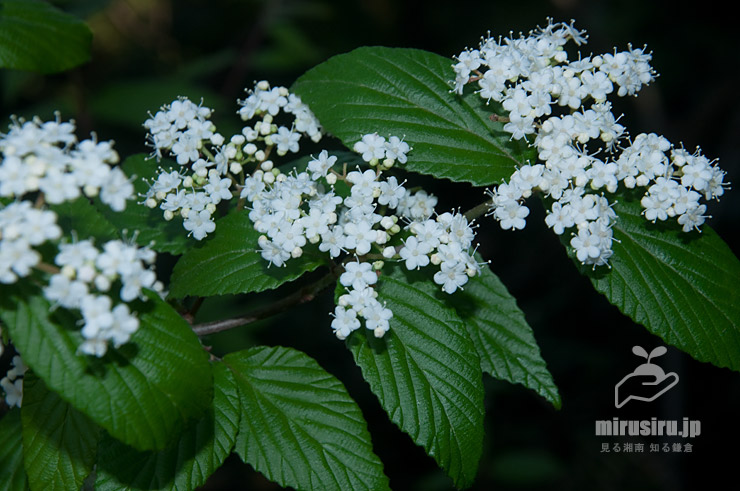 コバノガマズミ