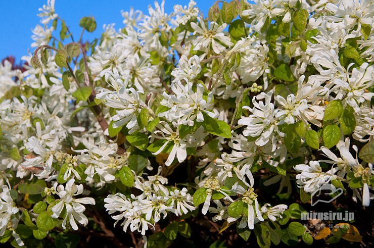 トキワマンサク