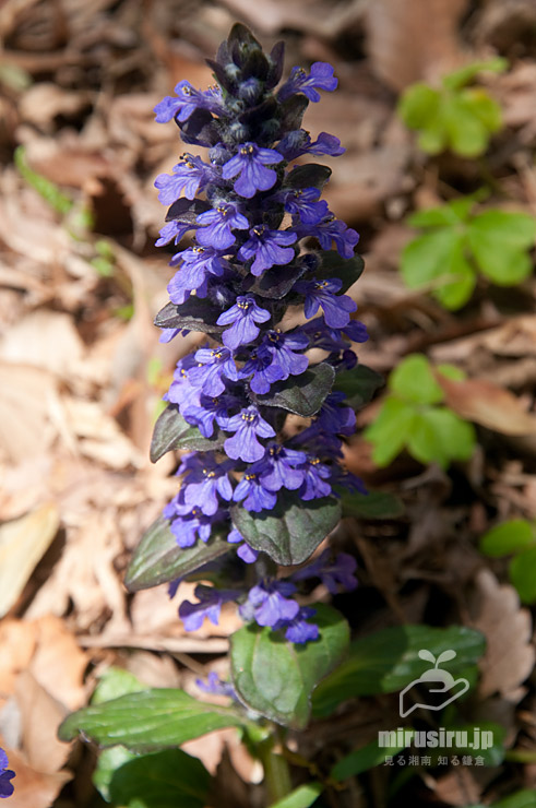 セイヨウジュウニヒトエ（アジュガ）