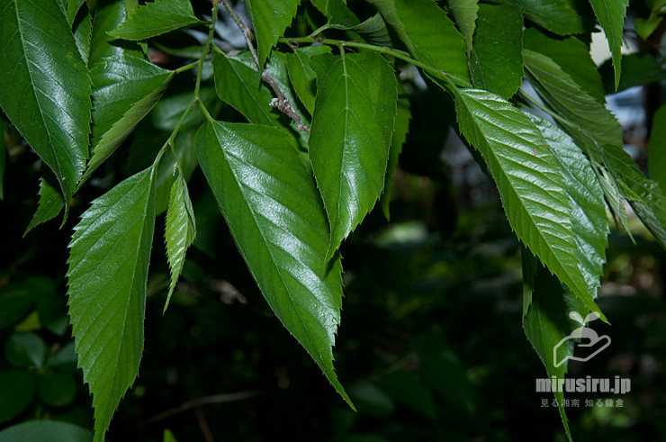 ムクノキ