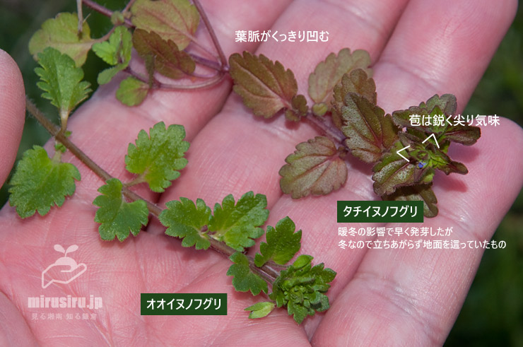 タチイヌノフグリ